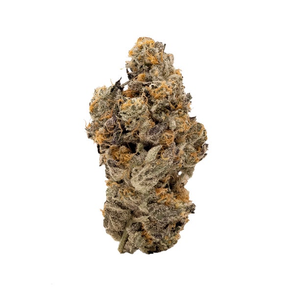 AnimalCookies-Albatross-03