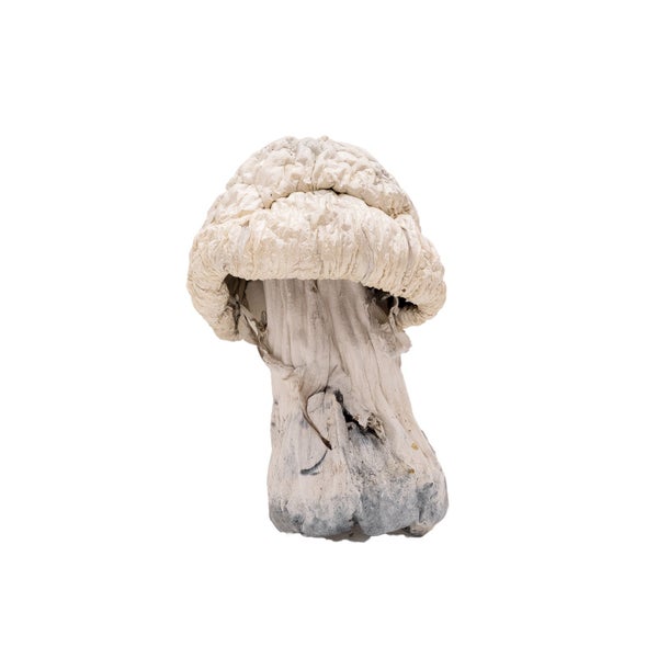 AlbinoAtlanticTreasureCoast-01 AlbinoAtlanticTreasureCoast-01