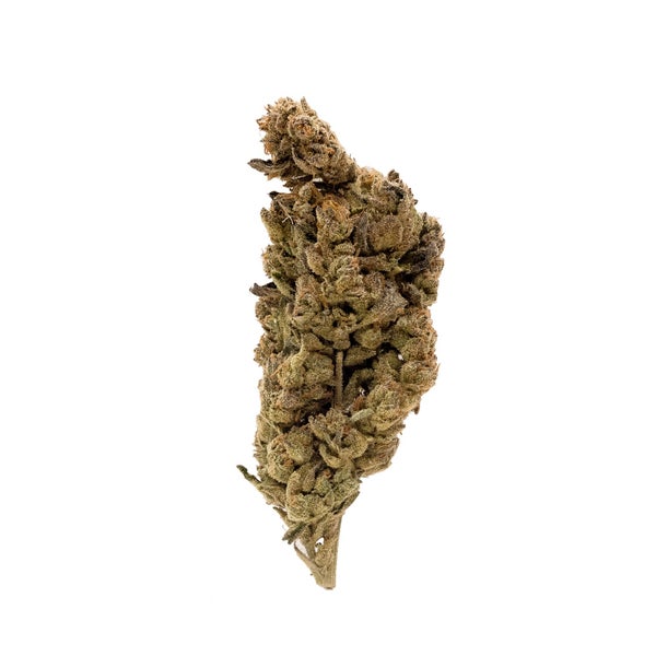 GasMask-PeoplesChoice-03 GasMask-PeoplesChoice-03