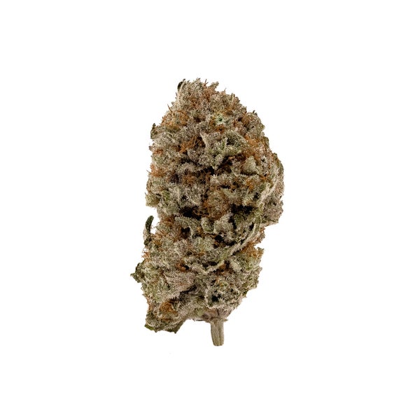 Joplin-Albatross-03 Joplin-Albatross-03