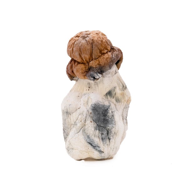 TexasYellowCap-DriedMagicMushrooms-01
