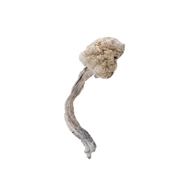 GoldenTeacher-DriedMagicMushrooms-02