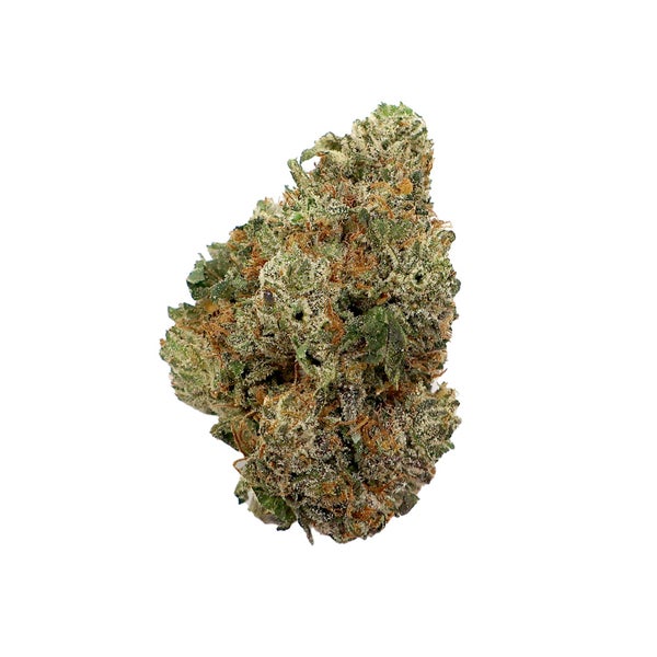 Albatross-Gucci-Pink-01 Albatross-Gucci-Pink-01