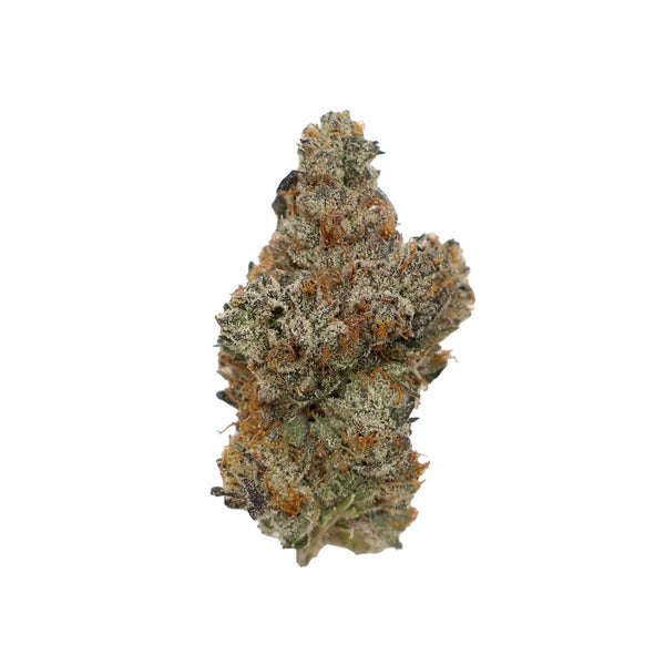 Albatross-Gumi-01 Albatross-Gumi-01