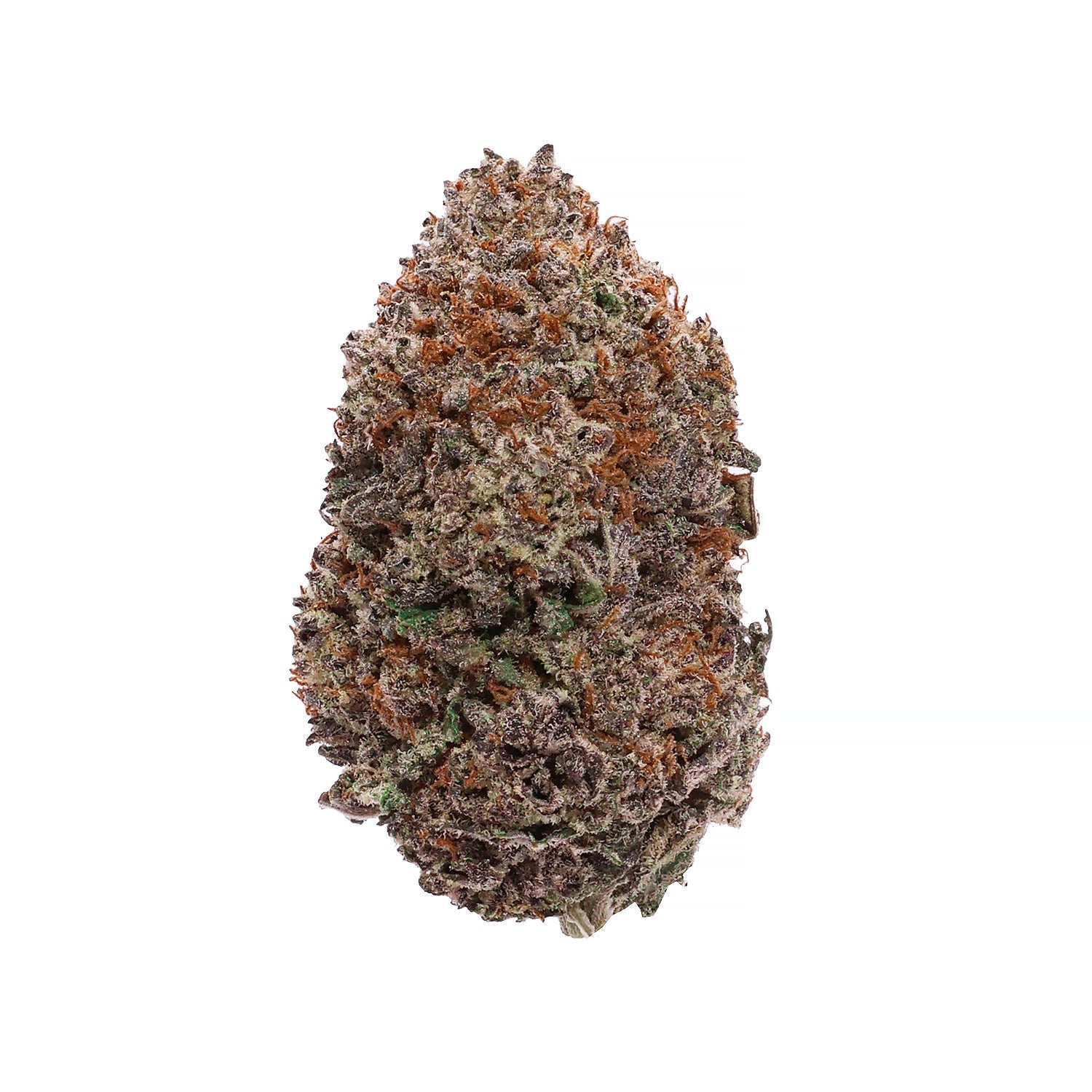 Lucky-Farms-Black-Domina-01