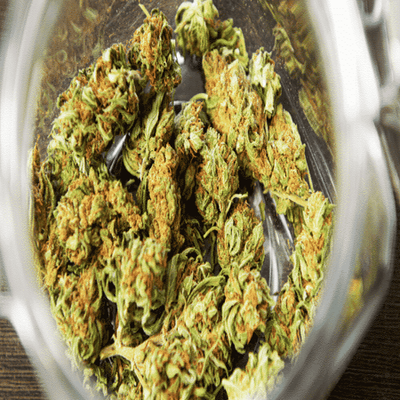 What Are Sativa Strains and Which Are the Best to Try