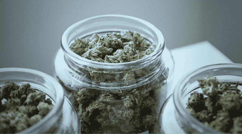 Picking Your Favourite Marijuana Strains