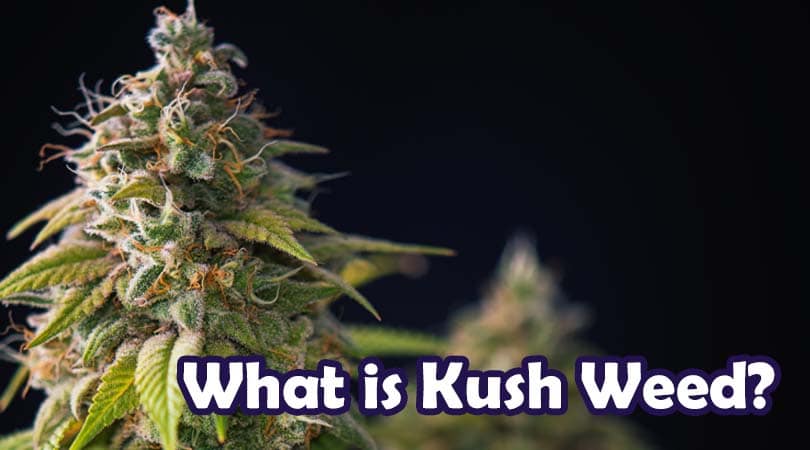What is Kush Weed