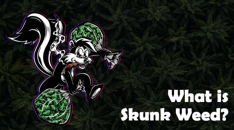 What is Skunk Weed