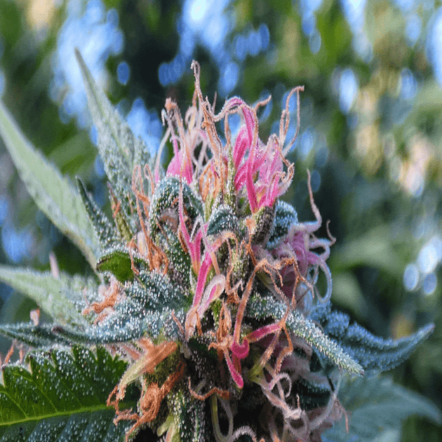 What are Cannabis Flowers