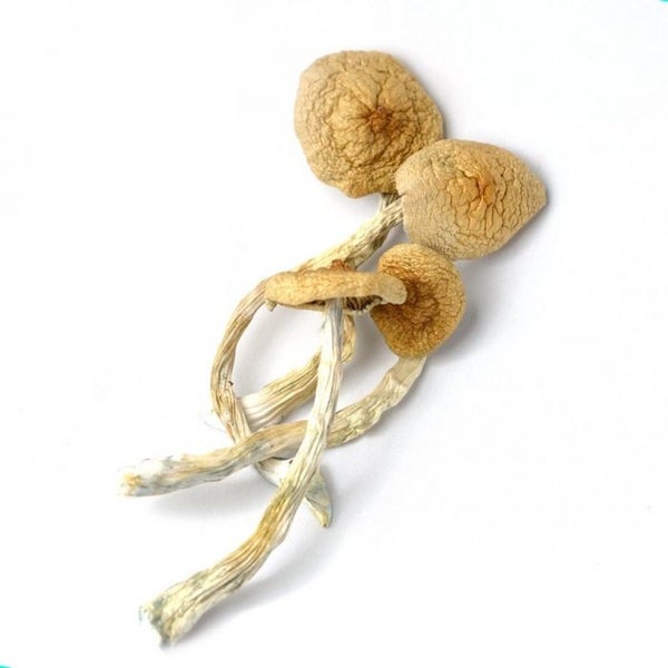 Golden Teacher mushrooms dried product