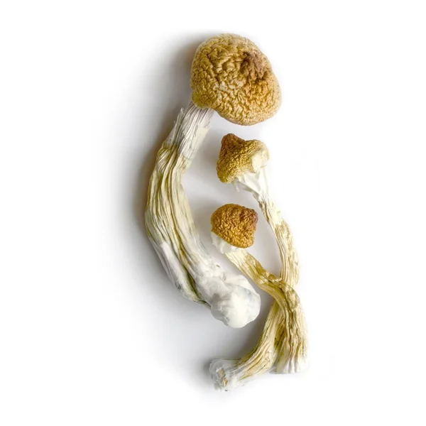 bix mex cubensis variety dried