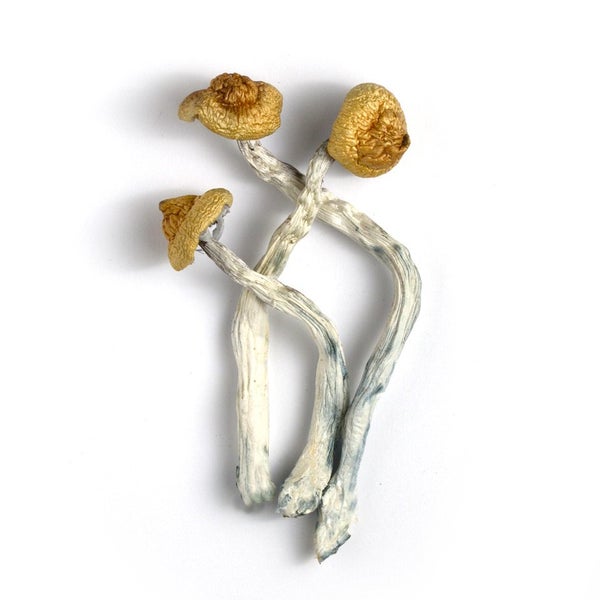 Puerto Rico Cubensis Mushroom