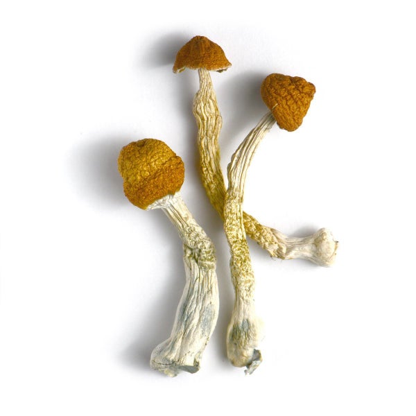 Hanoi psilocybe cubensis magic mushrooms