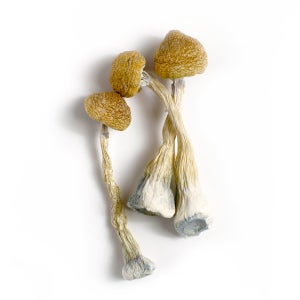 photo of zilla psilocybin magic mushrooms