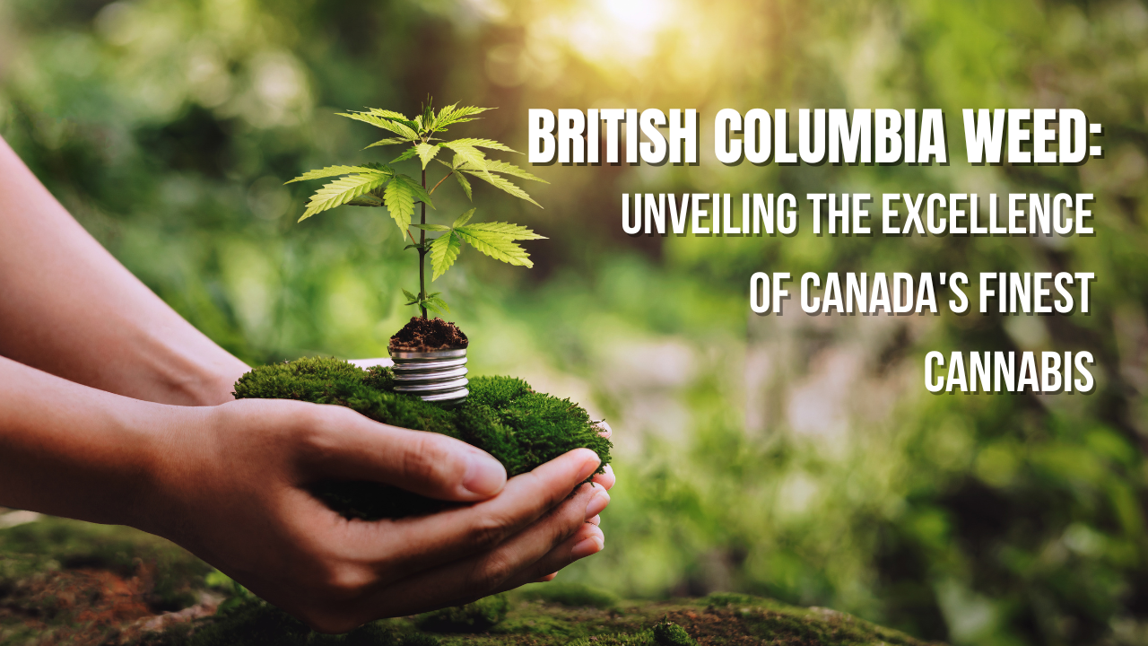 British Columbia Weed: Unveiling the Excellence of Canada’s Finest Cannabis
