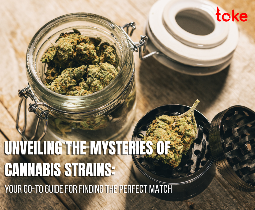 Unveiling the Mysteries of Cannabis Strains: Your Go-To Guide for Finding the Perfect Match