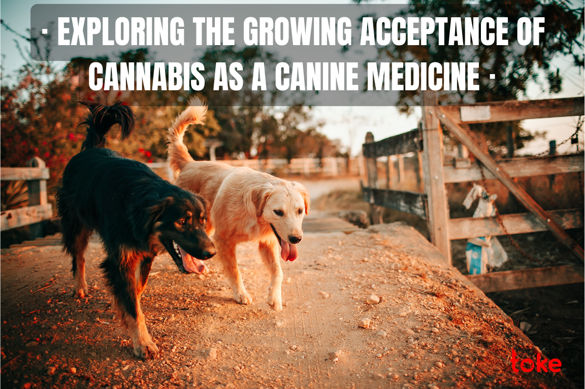 Exploring the Growing Acceptance of Cannabis as a Canine Medicine
