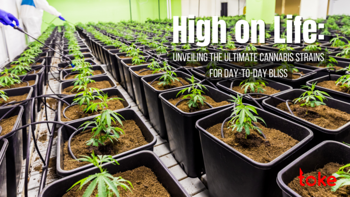 Ultimate Cannabis Strains for Day-to-Day Bliss: High on Life