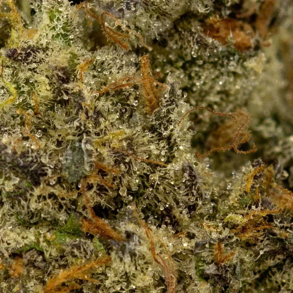 kush-mints-02-27-23-macro-v2-1-1024x1024-1.webp