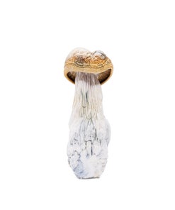 Amazeballs - Hill Billy Pumpkin (XL)