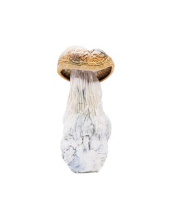 Amazeballs - Hill Billy Pumpkin (XL)