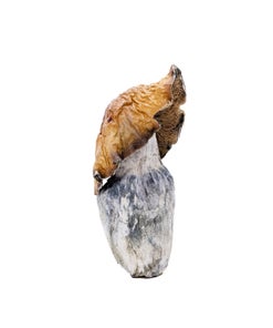 Amazeballs - King Kong (XL)