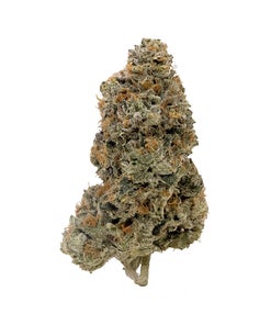 Albatross - Original Purple Kush