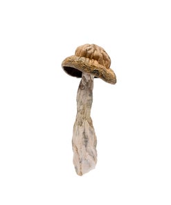 Amazeballs - Mak Shak (XL)