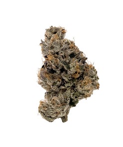 Albatross - Purple "Coffee" Kush