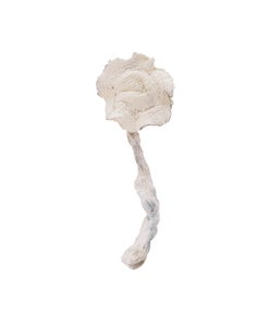 Amazeballs - Albino E.T
