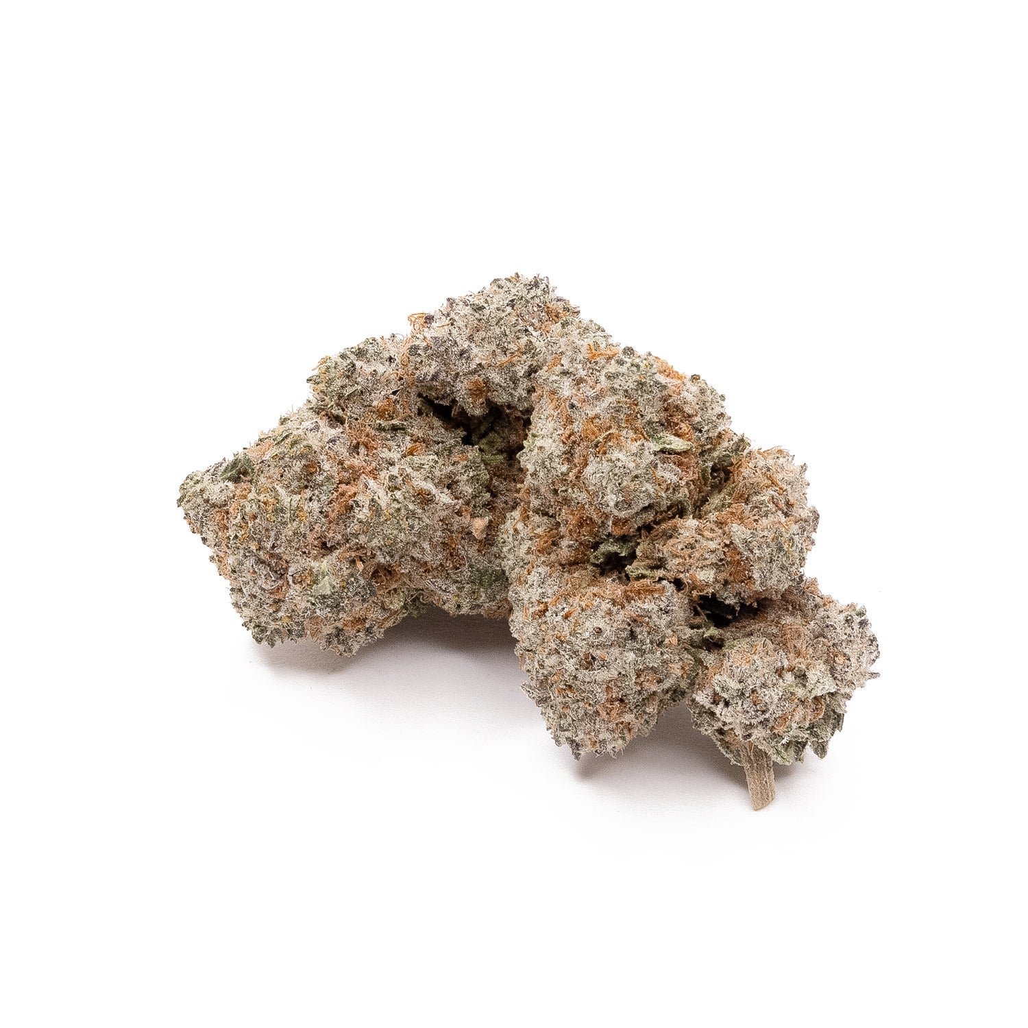 BlackDomino-LuckyFarms-02