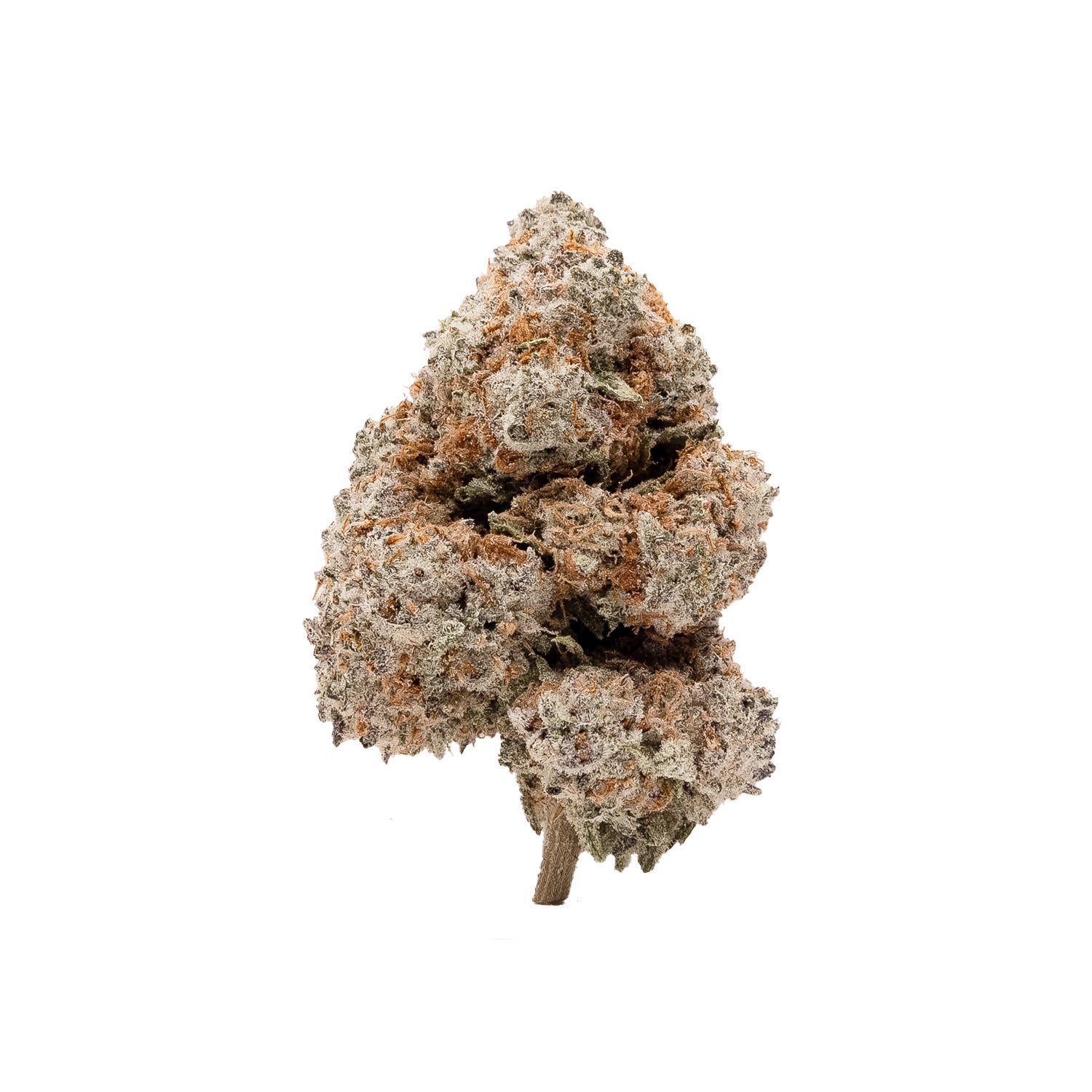 BlackDomino-LuckyFarms-03