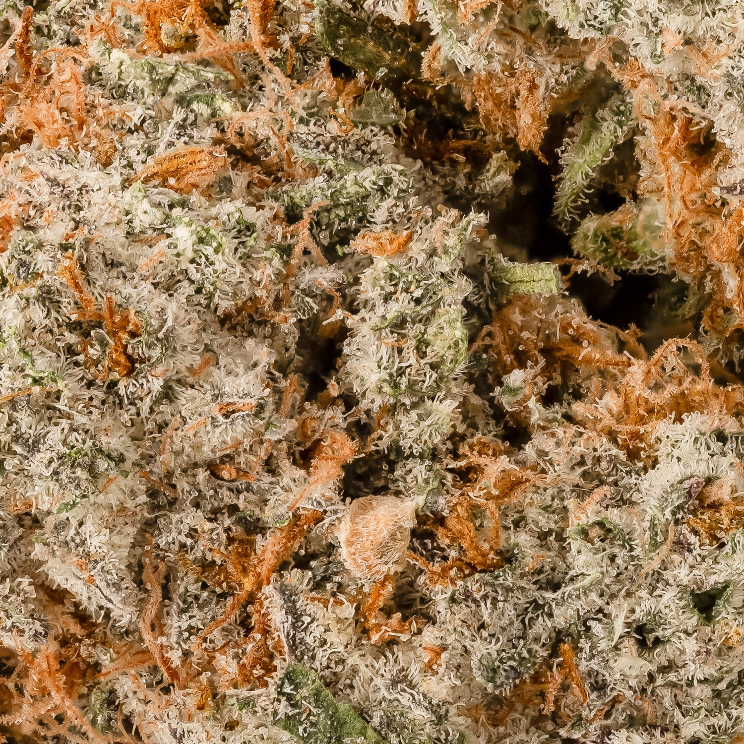BlackDomino-LuckyFarms-06