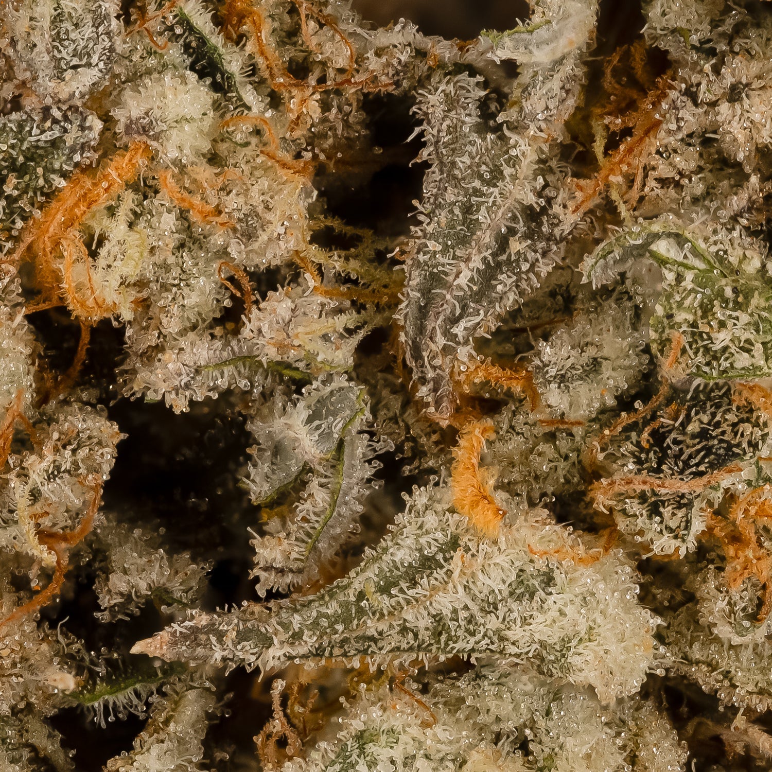 CakeBatter-LuckyFarms-06