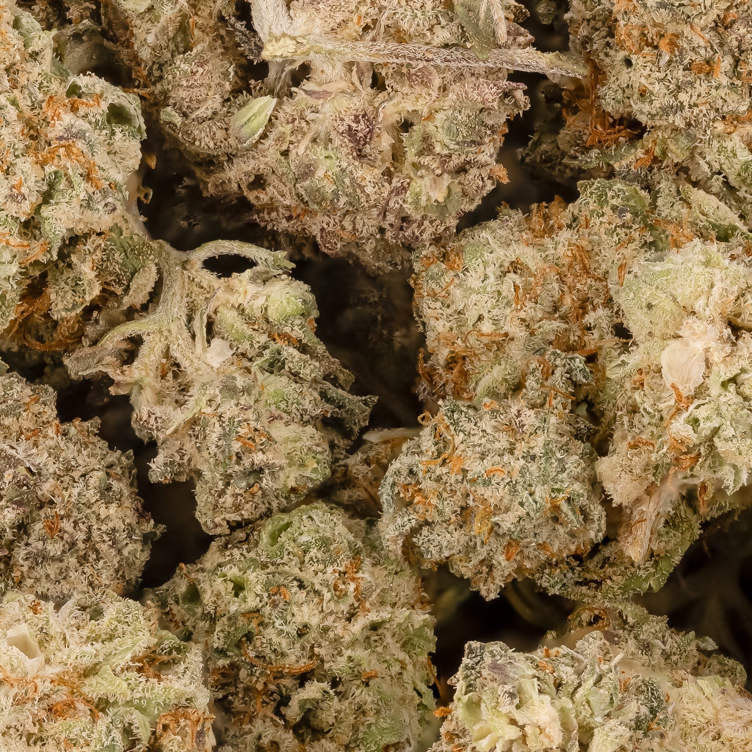 DurbanPoisionSmalls-03