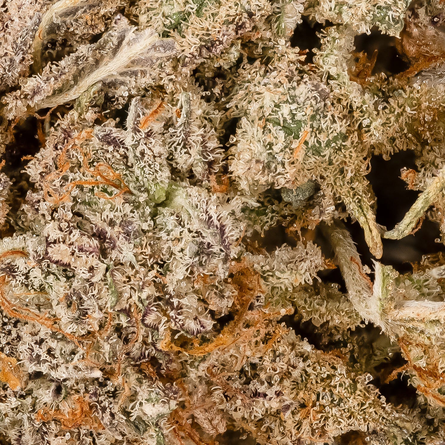 FunkyCharms-LuckyFarms-06