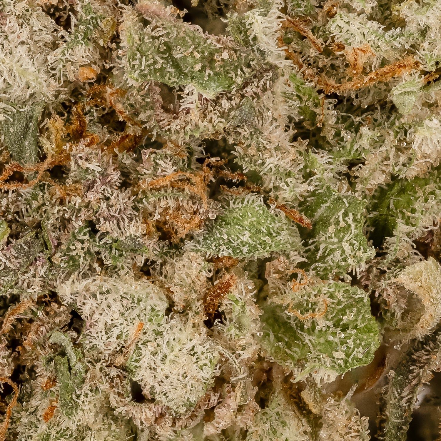 LavaCake-Superdank-06