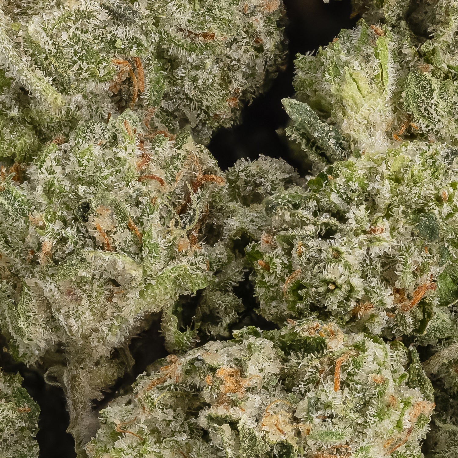 LuckyFarms-SkywalkerOG-03