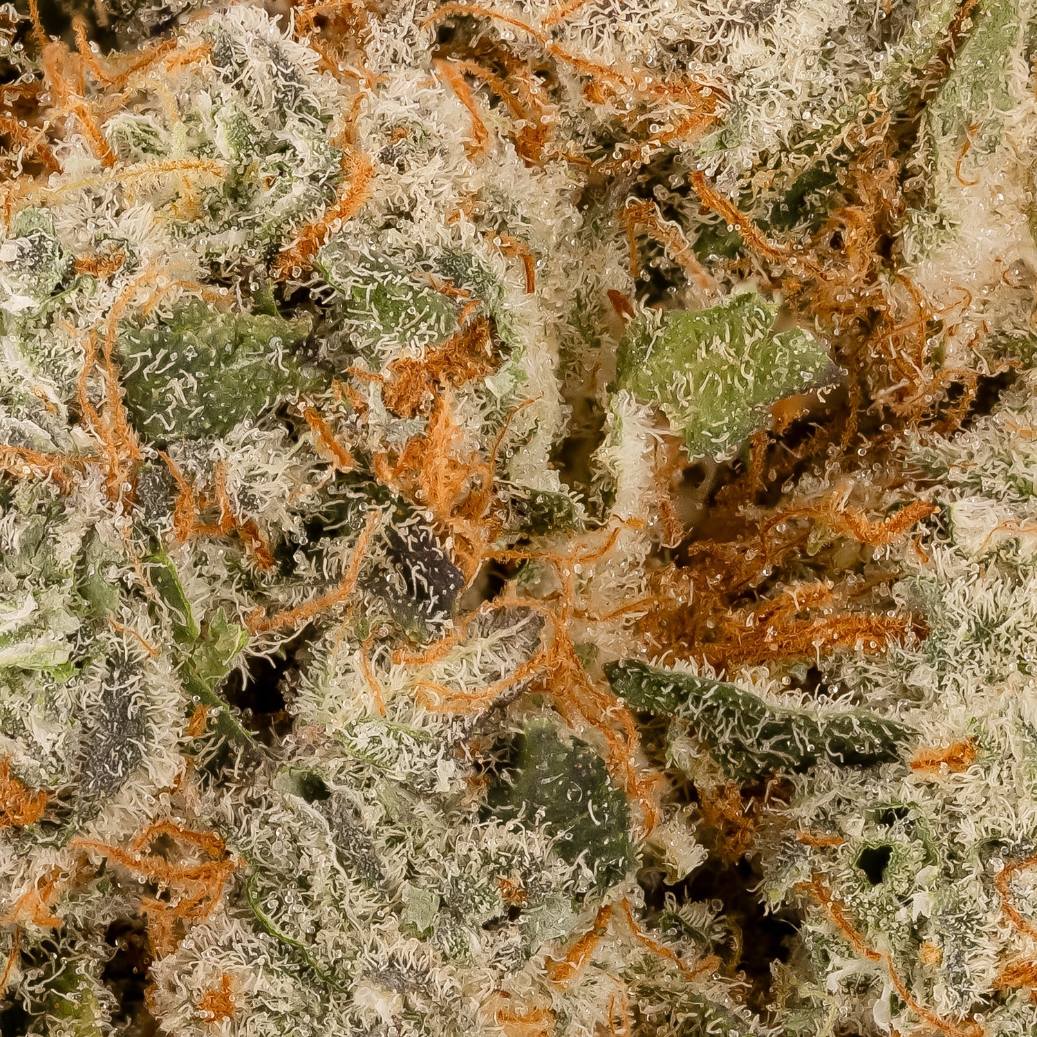 PlatinumKushBreath-06