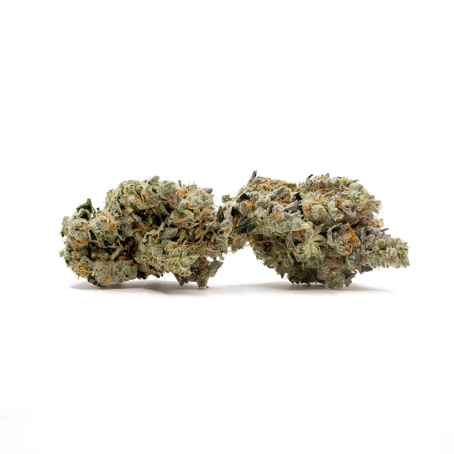 PunchDog-Albatross-01