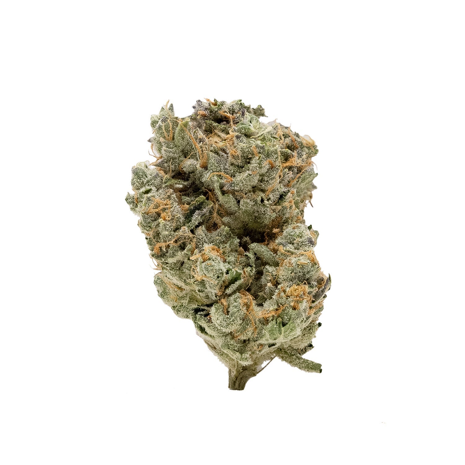 PunchDog-Albatross-03