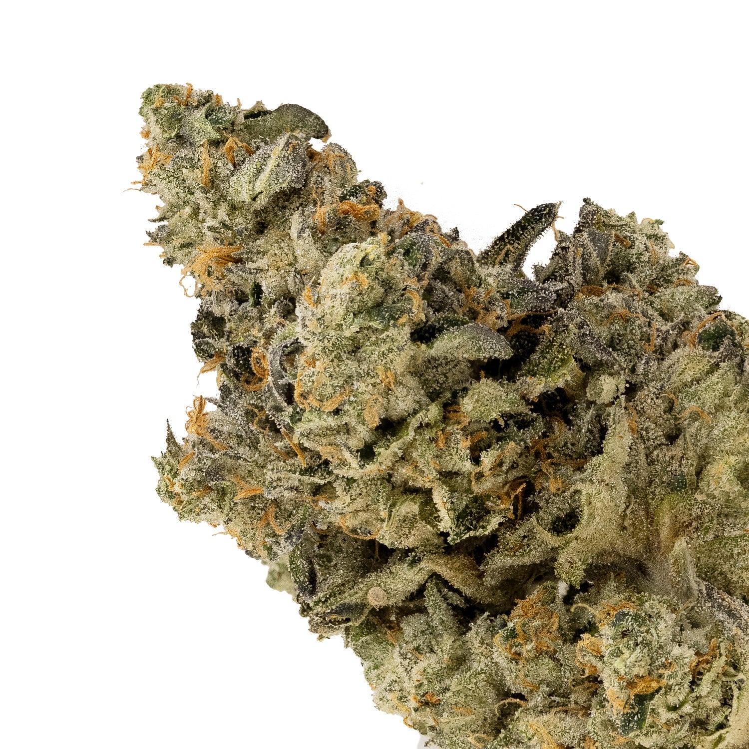 RainbowRuntz-Hoot-04