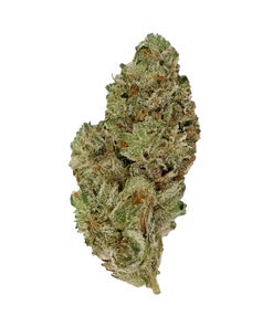 Albatross - Purple Cali OG