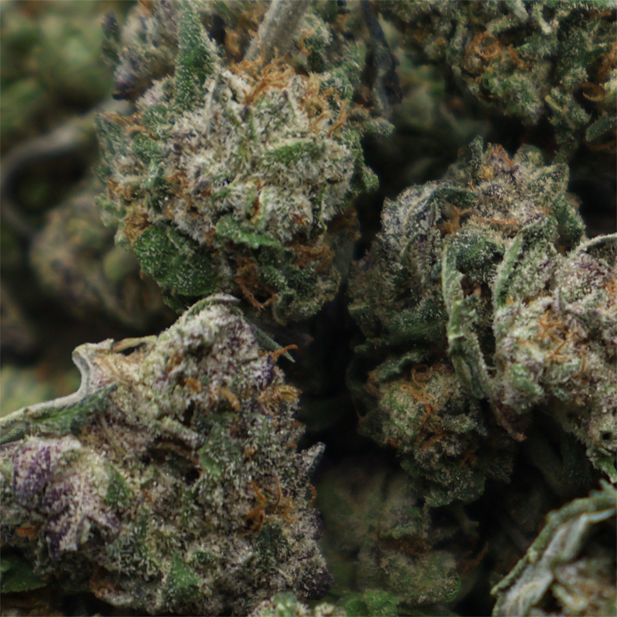 LuckyFarms-Larry-Bird-Smalls-02