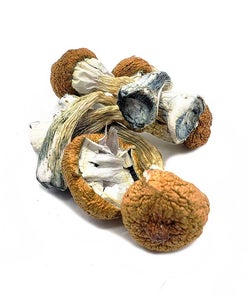 Mix & Match – Mushrooms – 4 x 28g (112g)