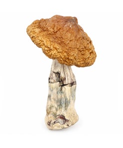 Amazeballs - Brazilian (XL)