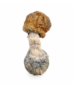 Amazeballs - Golden Penis Envy