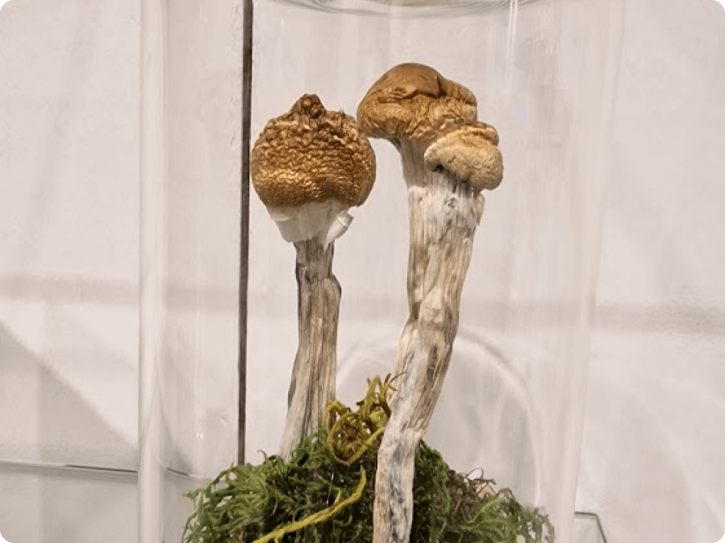 Two shrooms under a glass at Funguyz magic mushroom dispensary on Danforth Avenue
