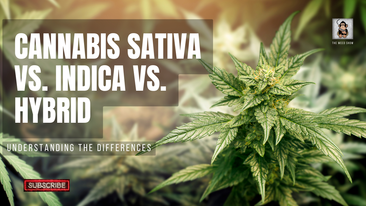 Cannabis Sativa vs. Indica vs. Hybrid: Understanding the Differences
